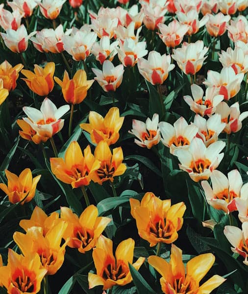 keukenhof kierros amsterdam ()